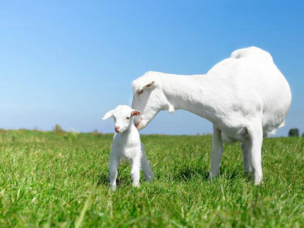 Can goat milk be an alternative in case of cow's milk allergy?