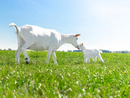 Goat milk and cow milk - what's the difference?