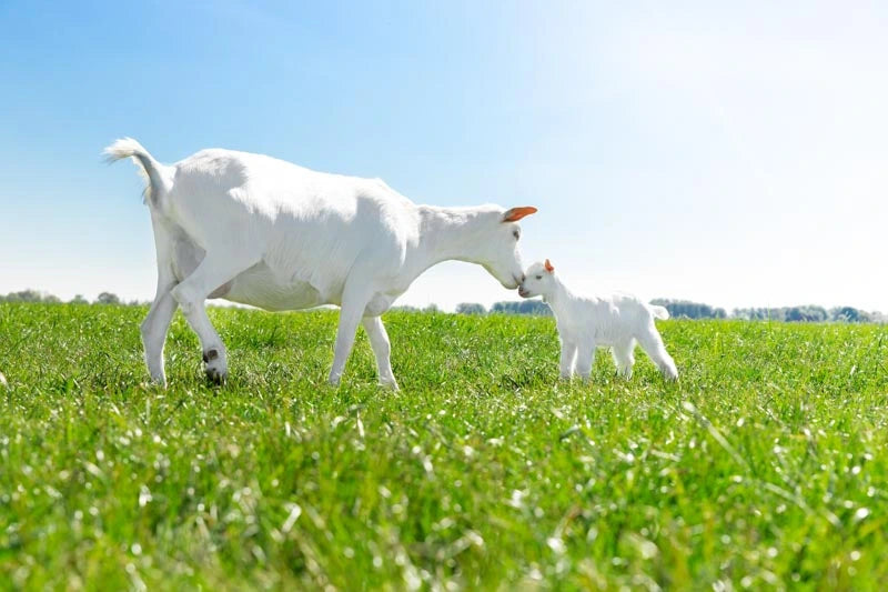 White goats in green grass