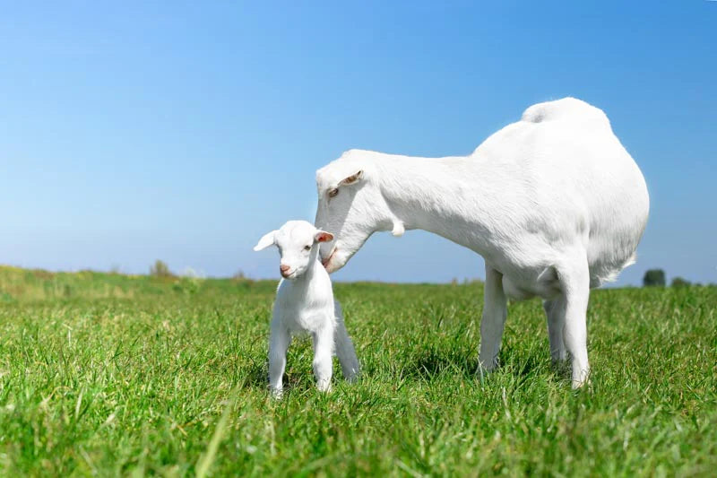 Can goat milk be an alternative in case of cow's milk allergy?