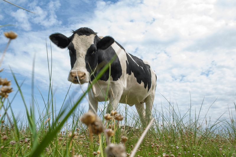 A baby with cow's milk allergy symptoms being examined