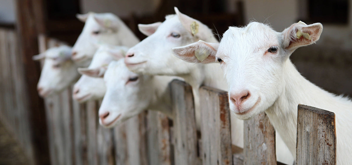 Milk quality testing in a goat milk factory