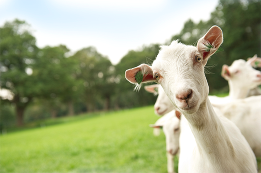 White Saanen goats on a Dutch farm