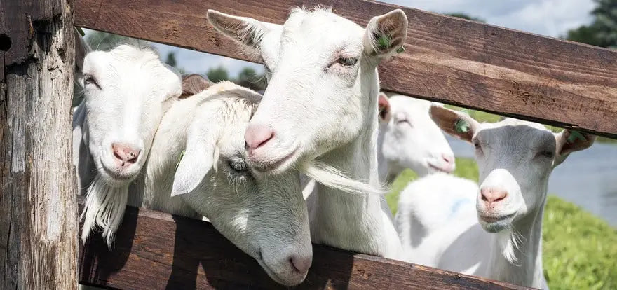 goats behind a fence